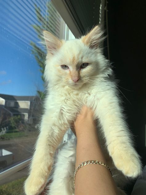 Flame Point Siamese Long Hair, Flamepoint Siamese Cats, Flamepoint Cat, Flamepoint Siamese, Flame Point Siamese, Flame Point, Vibe Board, Dream's Cat, Tiny Cats