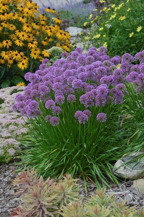 Stylish, long-lived, and easy to grow, alliums are unbeatable bulbs for the perennial border. Get care information and design tips for using alliums in your own garden. Long Blooming Perennials, Purple Plants, Garden Shrubs, Perennial Garden, Flowers Perennials, Garden Cottage, Fall Flowers, Dream Garden, Garden Planning