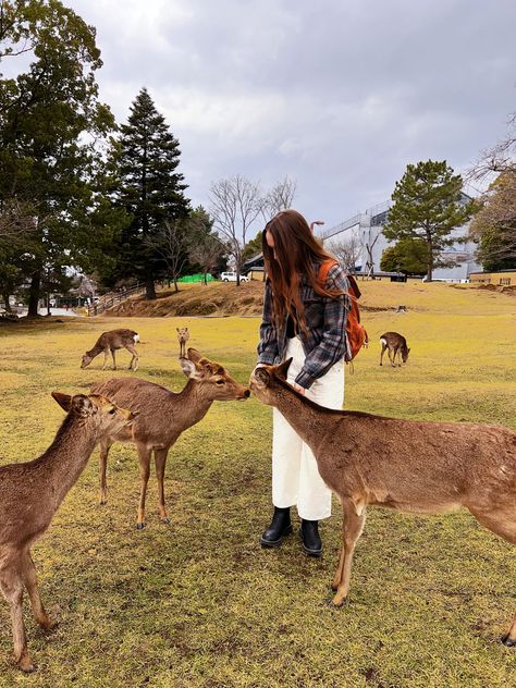 Deer Girl Aesthetic, Deer Feed, Doe Aesthetic Deer, Nara Japan Deer, Nara Park, Deer In A Field, Deer In Forest Photography, Deer Park, Nara