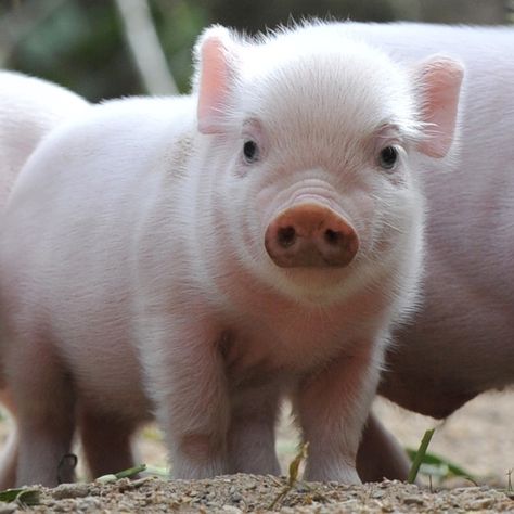 Kindness To Animals, Pet Pig, Micro Pigs, Cute Farm Animals, Teacup Pigs, Small Pigs, Cute Piglets, Piggly Wiggly