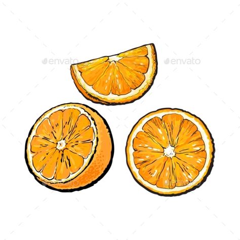 Set of realistic colorful hand drawn half, slice and segment of ripe, juicy orange, sketch vector illustration isolated on white b Orange Slice Drawing, Orange Sketch, Fruit Sketch, Fruit Tattoo, Juicy Orange, Orange Slice, Fruit Illustration, Orange Art, Fruit Art