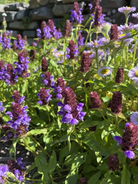 Prunella vulgaris var. lanceolata - Xera Plants Prunella Vulgaris, Herbaceous Perennials, Oregon Coast, Ground Cover, Types Of Plants, Purple Flowers, A Child, Perennials, Flower Garden