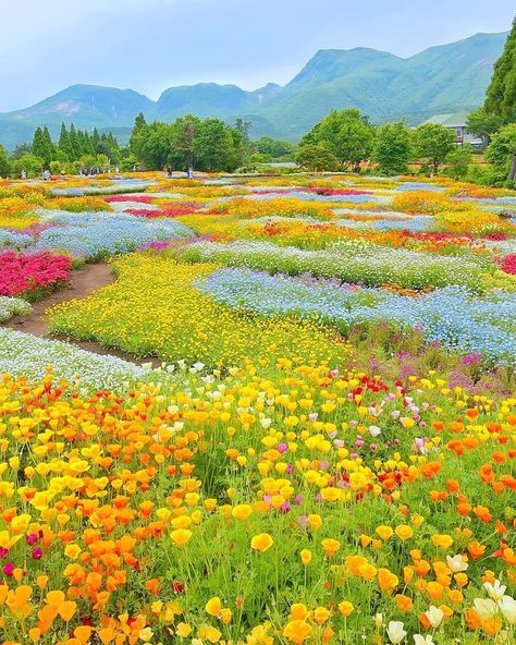 Palette Garden, Landscape Flowers, Valley Of Flowers, Field Of Flowers, Pretty Landscapes, Flower Background Wallpaper, Nature Aesthetic, Flower Backgrounds, Flower Field