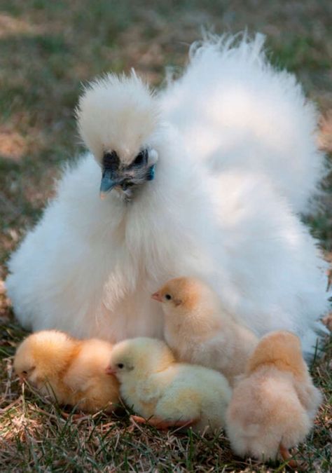 pet chickens breeds pet chicken breeds chicken backyard chicken pet hens hen chicken aesthetic chickens chicken coop chicken coops chicken animal chickens animal pets animals pet animal pet animals pets animal petting animals pet portrait pet chickens pet memes pet chicken pet costume pet gift pet memes funny petting meme pet portraits from photo cute animal drawing cute animal character cute animal pics cute animal photos cute animals wall art cute animals videos animal aesthetic funny animal p Chickens Breeds, Pet Chickens Breeds, Silkie Hen, Chicken Aesthetic, Chicken Wallpaper, Chicken Drawing, Pet Chicken, Fancy Chickens, Silkie Chickens