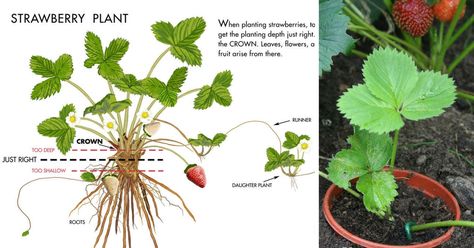 Grow Your Own Organic Strawberries At Home With This Simple Guide Strawberry Plant, Strawberry Garden, Fall Garden Vegetables, Growing Strawberries, Strawberry Patch, Strawberry Plants, Growing Fruit, Container Garden, Fruit Garden