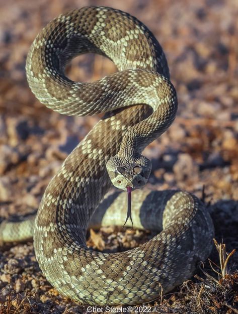 Rattlesnake Photo, Snake Coiled, Radio Company, Halloween Live Wallpaper, Scary Snakes, Inca Tattoo, Poisonous Snakes, Rattle Snake, Cool Snakes