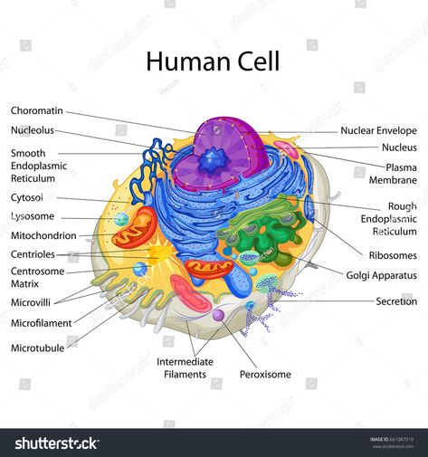 Education Chart of Biology for Classification of Animals Diagram. Vector illustration #Ad , #Sponsored, #Biology#Classification#Education#Chart Human Cell Diagram, Human Cell Structure, Animal Cell Drawing, Education Chart, Human Cell, Biology Diagrams, Cell Diagram, Cells Project, A Level Biology