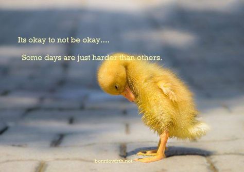 Life is wonderful, but it’s also messy, painful and sometimes just plain hard. Yep! Reality can bite and sometimes it sucks! Not every day can be butterflies and rainbows ~ it’s okay to feel sad /hurt /angry sometimes. So important friends to acknowledge how we feel and have a cry if we need, wipe our eyes, and keep going… have hope for better days! ©Bonnie Wirth Dutch Quotes, Rare Images, Baby Ducks, World Images, Sweet Animals, 귀여운 동물, Animals Friends, Beautiful Creatures, Beautiful Birds