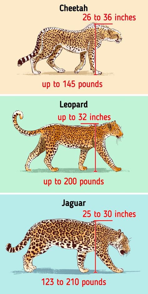 If you don’t know how to tell a cheetah from a leopard, or a leopard from a jaguar, you are not alone. These large spotted cats are often confused with each other. Although, there are more differences between them, than similarities. You just need to have a closer look. Together with 5-Minute Crafts, you’ll learn how to easily differentiate a cheetah, a leopard, and a jaguar. And they will never look the same to you again. Cheetah And Leopard Difference, Jaguar Reference Drawing, How To Draw A Cheetah, Leopard Anatomy, Cheetah Anatomy, Cheetah Sleeping, Jaguar Reference, Leopard Reference, Jaguar Sketch