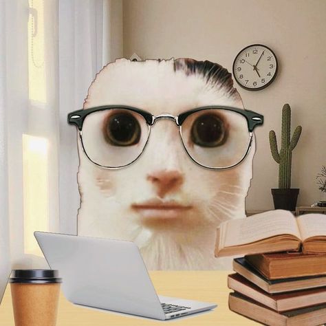 👁👁 on Instagram: "studious ah cat — admin note: due to finals, goofyahcat will have a short hiatus. wishing the best to any other students with exams 👍" Studious Cat, College Cat, Bored People, Goofy Cat, Cat Duo, Short Cat, Nerd Cat, Evil Cat, Ugly Cat