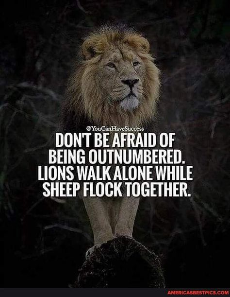 Warrior Mindset, Leo Quotes, Lion Quotes, Wolf Quotes, Walk Alone, Warrior Quotes, Best Pics, Badass Quotes, Dont Be Afraid