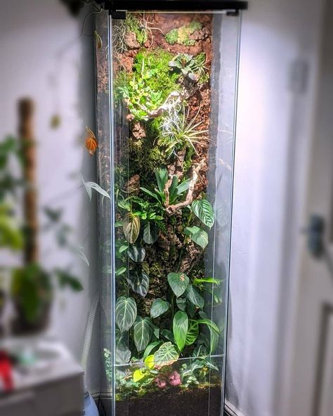 Ikea Cabinet Terrarium, Detolf Ikea, Terrarium Cabinet, Big Terrarium, Ikea Terrarium, Tall Terrarium, Tall Aquarium, Insect Terrarium, Ikea Fabrikor