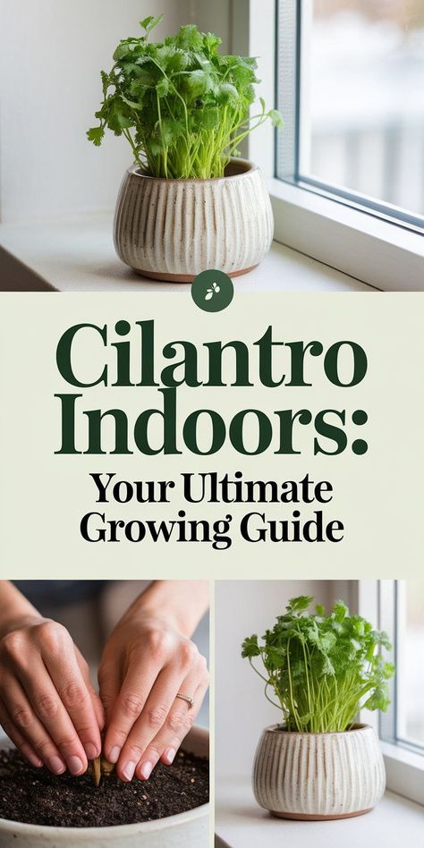 A thriving cilantro plant next to parsley in a DIY indoor herb garden. How To Grow Herbs Inside, How To Grow Cilantro Indoors, Cilantro Plant Care, Planting Cilantro, Planting Herbs Indoors, Grow Cilantro Indoors, How To Grow Cilantro, Growing Basil Indoors, Grow Cilantro