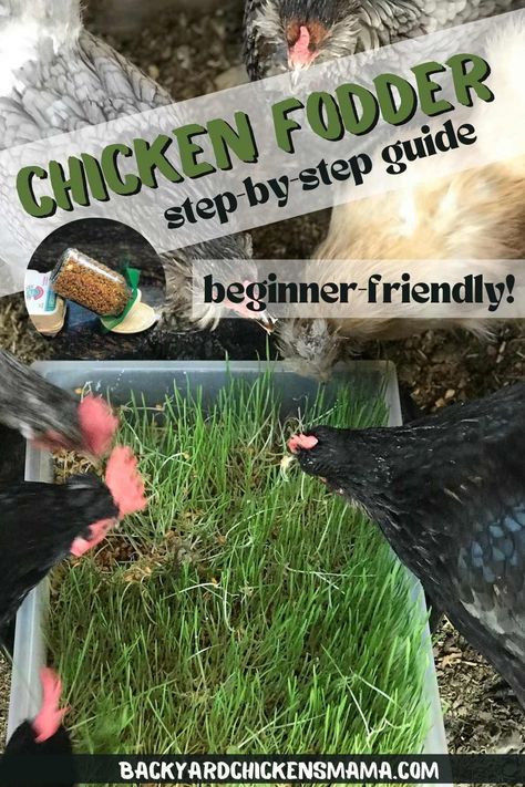 Grow Grass For Chickens, Feeding Chickens Compost, Chicken Farming For Beginners, Diy Chicken Fodder, Making Fodder For Chickens, How To Make Fodder For Chickens, Homemade Chicken Feed Recipes, Sprouting Chicken Feed, Diy Fodder System Chicken