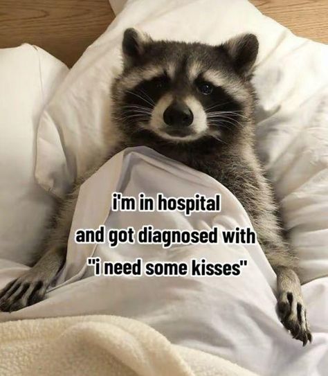 Rin Itoshi, Silly Cats Pictures, Love My Boyfriend, Relationship Memes, Racoon, Cute Memes, Cute Texts, Funny Cute Cats, Silly Cats