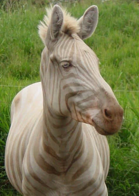 Zebra Horse, Golden Zebra, Crazy Nature, Quotes Light, Crafts Animals, Aesthetic Forest, Tanzania Africa, Forest Tattoos, Serengeti National Park