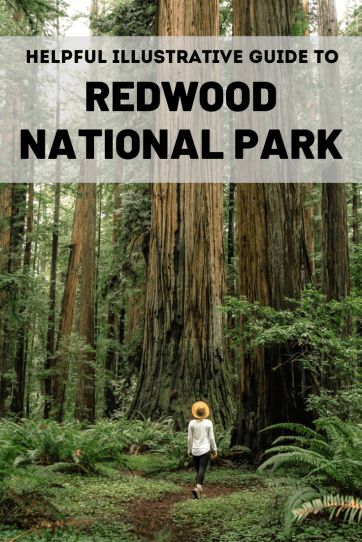 Humboldt Redwoods State Park, Crescent City Ca, Coast Redwood, Coastal Redwood, Portland Travel, Travel California, Beautiful California, Redwood National Park, The Redwoods