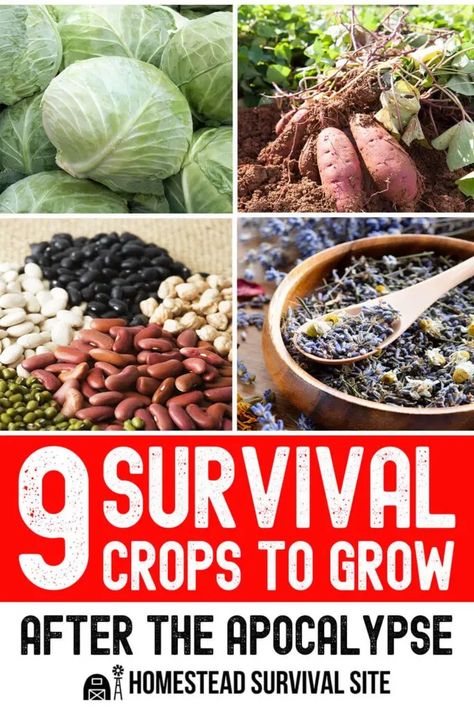 If you're planning a survival garden, which crops should you focus on first? That's the topic of this video by Epic Gardening. Epic Gardening, Survival Garden, Growing Corn, American Garden, Summer Harvest, Sources Of Calcium, Survival Gardening, High Calorie Meals, Emergency Food