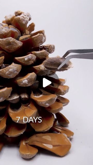 Bonsai Gram on Instagram: "📸 from @boxlapsefilms . . #timelapse #timelapsevideo #pinecone #pine" Pine Cone Bonsai, Pinecone Bonsai, Pinecone Tree, Pine Bonsai, Bonsai Trees, Time Lapse Video, Bonsai Tree, Pine Cone, Pine Cones