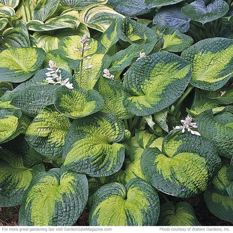 Hostas Garden, Plantain Lily, Dappled Sunlight, Hosta Varieties, Blue Mouse, Spring Hill Nursery, Shade Garden Plants, Hosta Gardens, Spring Light