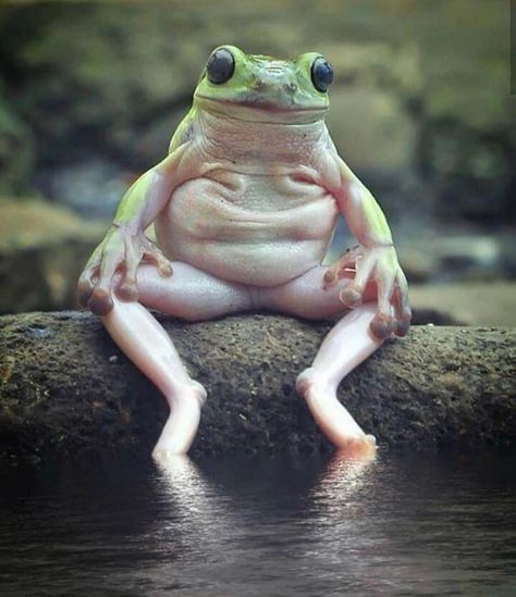 Animals Sitting Suspiciously Like Humans - I Can Has Cheezburger? Prompt Ideas, Frog Pictures, Drawing Prompts, Caption This, Funny Frogs, Frog Art, A Frog, 웃긴 사진, Wildlife Nature