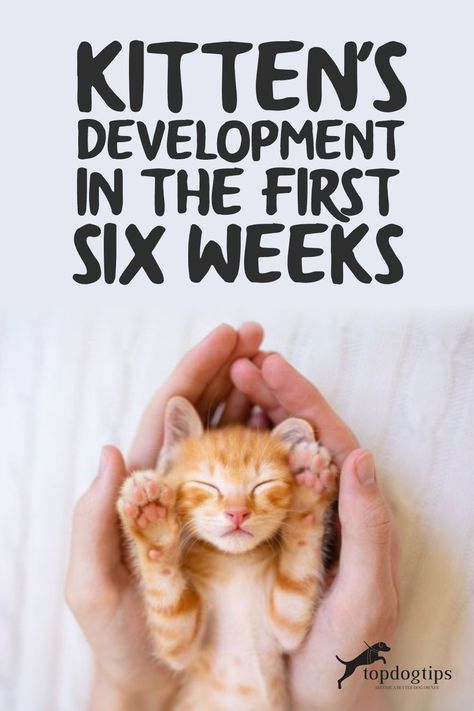 Kitten Development Stages, 2 Week Old Kitten, Kitten Formula Recipe, 6 Week Old Kitten, Spoiled Cat, Raising Kittens, Cats Tips, Kitten Formula, Spoiled Cats