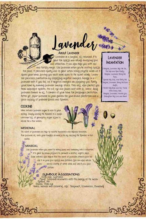 Lavender has been used for a very long time, with the earliest documentation of it going back 2500 years. It used to be called “Spikenard” and is even referred to in the bible. The Ancient Egyptians would use lavender as a perfume and also in their mummification rituals. This may be because lavender has antibacterial properties so it would have been useful for keeping bacteria away from the mummy.   #bookofshadows #lavender bookofshadowsinspo Lavender Properties, Book Of Shadows Journal, Book Of Shadows Pages, Grimoire Pages, Charmed Book Of Shadows, Tarot Significado, Lavender Herb, Grimoire Book, Magic Herbs