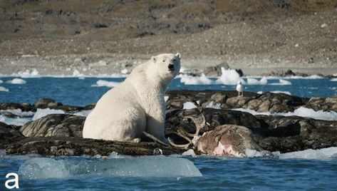 Polar Bear Hunting, Svalbard Reindeer, Climate Warming, Bear Attack, Arctic Sea, Bear Hunting, Sea Ice, Wild Kingdom, Arctic Fox