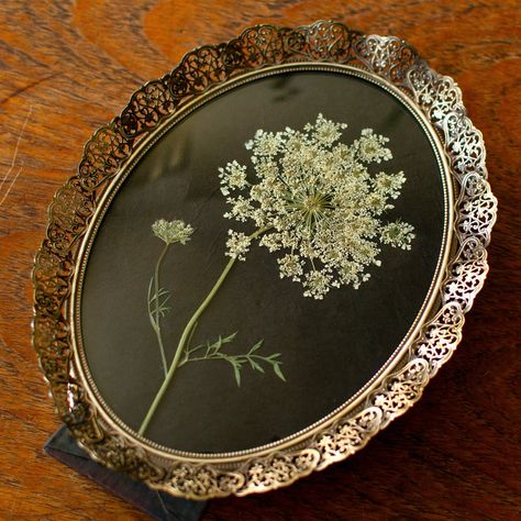 It’s Queen Anne’s Lace time. 🤍 This beautiful tall wildflower has incredibly pretty flowers and is loved by insects in the garden. It also presses brilliantly, so a few of these will end up in my flower presses, whilst the rest will be left for nature to enjoy. #wildflowers #naturegarden #wildlifegarden Queen Anne's Lace Flowers, Filigree Frame, Flower Artists, Wildlife Gardening, Queen Annes Lace, Pressed Flower Art, Flower Artwork, Vintage Interiors, Nature Garden