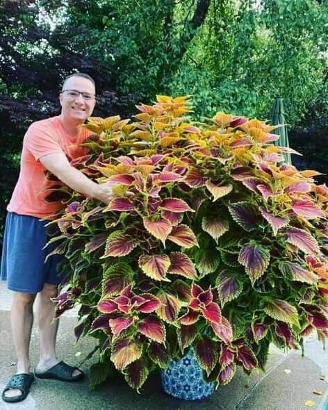 Coleus Plants, نباتات منزلية, Container Garden Design, Potted Plants Outdoor, Landscape Design Ideas, Container Gardening Flowers, Flower Pots Outdoor, Plants Outdoor, Beautiful Flowers Garden