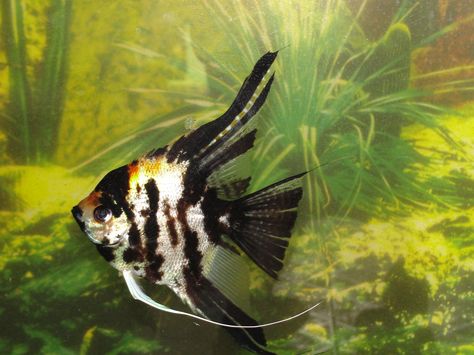 Pez Angel Fish Pet, Angel, Fish, Animals