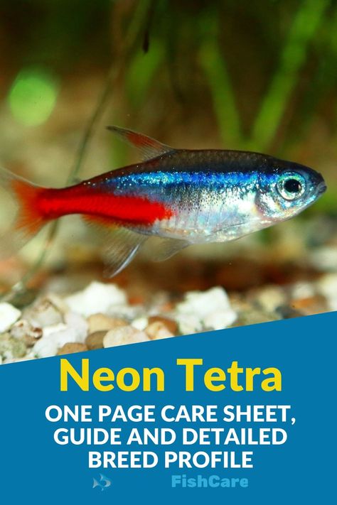 photo of a Neon tetra fish swimming. Neon Tetra Fish Tank Ideas, Neon Fish Tank, Neon Tetra Tank, Freshwater Aquascape, Tetra Aquarium, Neon Tetra Fish, Neon Fish, Tetra Fish, Aquarium Garden