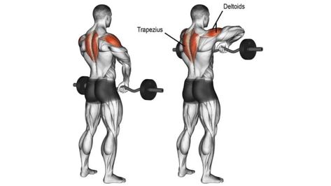 Ez Bar Upright Row Upright Row, Muscle Builder, Shoulder Workout, The Bar, The Back, The Row, Benefits, Bar