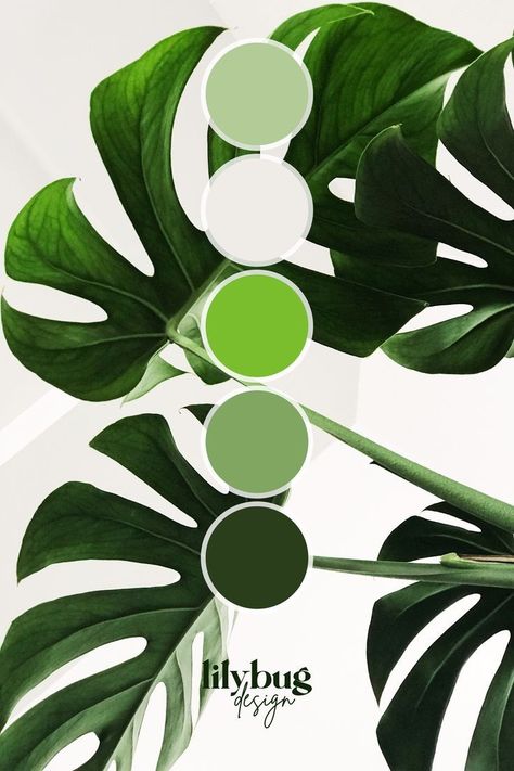 Color Wheel Tattoo, Color Wheel Art Projects, Plant Logo, Colour Wall, Polo Design, Green Colour Palette, Brand Color Palette, Monstera Deliciosa, Color Palette Design