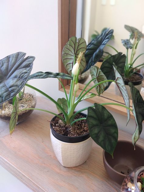 Alocasia Dragon Scale, Dragon Scale, Flowers