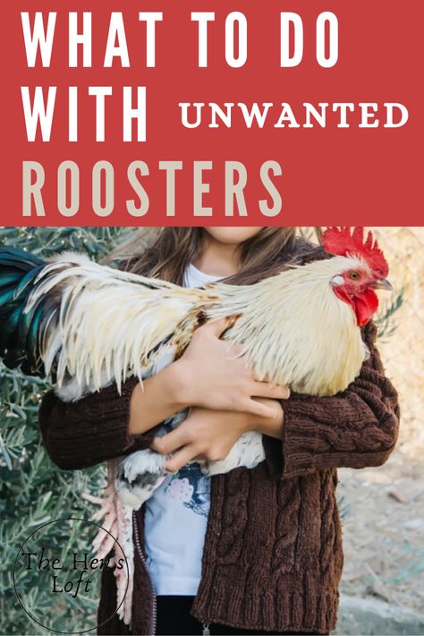 Rooster House Diy, Rooster Coop Ideas Diy, Roosters And Chickens, Rooster House Ideas, Rooster Bachelor Coop, Rooster Coop Ideas, Big Chicken Coop Ideas, Rooster Recipes, Chicken House Ideas