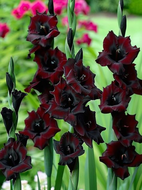 Black Star Gladiolus, Black Daliah Flower Aesthetic, Black Hollyhock Flower, Dahlia Flower Black, Hollyhill Black Beauty Dahlia, House Of Dragons, Bridal Shoot, Plant Life, Soil