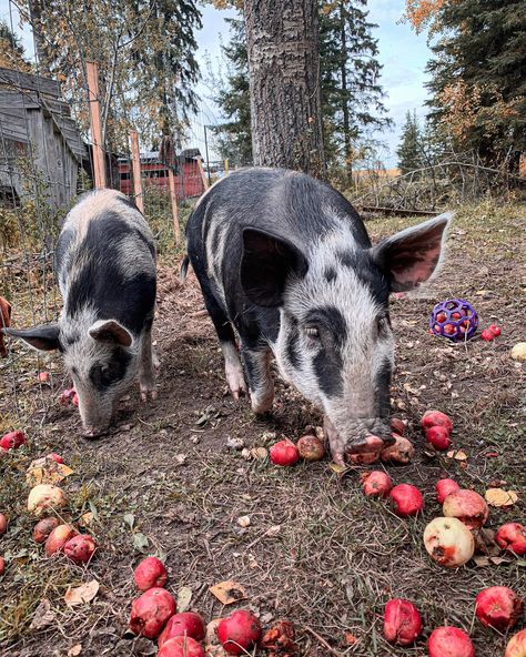 Ossabaw pigs eating apples Raising Pigs, Pigs Eating, Black Pig, Future Farms, Farm Photography, Pig Farming, Living Off The Land, This Little Piggy, Ranch Life