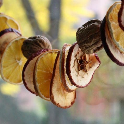 Make a festive garland that will last from Thanksgiving through the New Year. Dried Fruit Garland, Eco Friendly Christmas Decorations, Fruit Garland, Apple Garland, Diy Christmas Garland, Apple Decorations, Eco Friendly Christmas, Christmas Fruit, Fruit Decorations