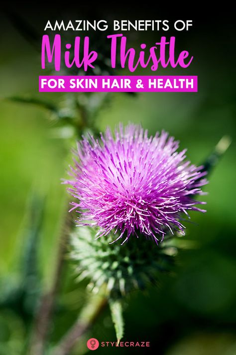 Milk Thistle Benefits Side Effects, Thistle Benefits, Benefits Of Milk Thistle, Life Vantage, Milk Thistle Benefits, Milk Thistle Supplement, Benefits Of Milk, Milk Thistle Tea, Liver Damage