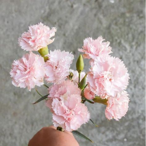 Amazon.com: 50 La France PINK CARNATION Dianthus Caryophyllus Chabaud Flower SeedsComb S/H by Seedville : Patio, Lawn & Garden Amazing Vase, Dianthus Caryophyllus, Pale Pink Flowers, Soft Candy, Pink Carnations, Attracting Bees, Seed Company, Spring Bulbs, Attract Butterflies