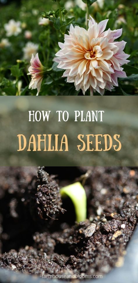 two pictures, one of dahlia flowers, and one of a dahlia seed germinating Dahlia Flower Garden, Dahlia Seeds, Planting Dahlias, Growing Cut Flowers, Vegetable Garden Tips, Dahlias Garden, Growing Dahlias, Container Gardening Flowers, Bee Garden