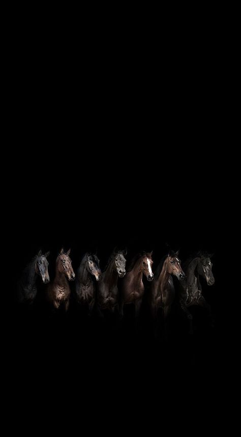 Horses Wallpaper Iphone, Black Horse Wallpaper Iphone, Horse Wallpaper Aesthetic, Aesthetic Horse Wallpaper, Wallpaper Horse Aesthetic, Wallpaper Horse, Aesthetic Horse, Amoled Wallpaper, Horse Background