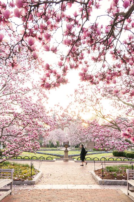 Best 17 Gardens in DC: The Instagrammers Guide Dc Cherry Blossoms, Dc Botanical Gardens, White House Garden, Us Botanic Garden Washington Dc, Washington Dc Cherry Blossom Festival, Smithsonian Museum Washington Dc, Roosevelt Island, Aquatic Garden, Hill Park