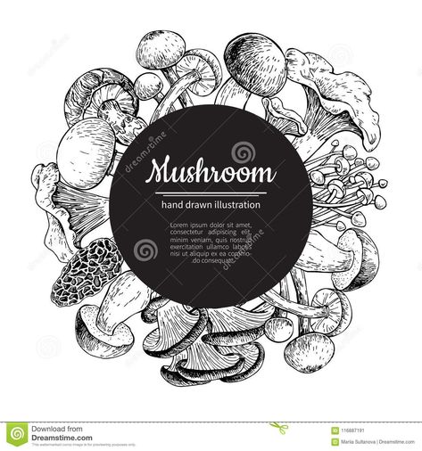 Gourmet Mushrooms, Acorn Drawing, Mistletoe Plant, Mushroom Logo, Cheese Drawing, Watermelon Vector, Flower Bouquet Drawing, Branch Drawing, Vintage Frames Vector