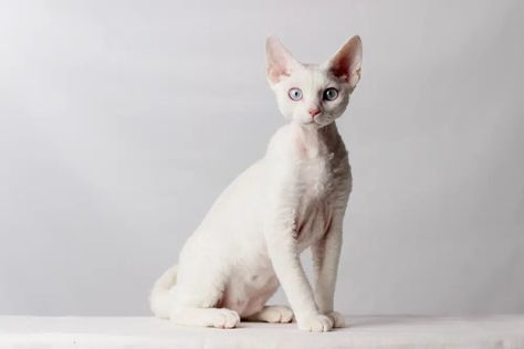 11 Hypoallergenic Cat Breeds for People With Allergies (With Info & Pictures) - Catster Hypoallergenic Cat Breeds, Cat Breeds Hypoallergenic, Devon Rex Kittens, Hypoallergenic Cats, Devon Rex Cats, Selective Breeding, Cornish Rex, Rex Cat, Devon Rex