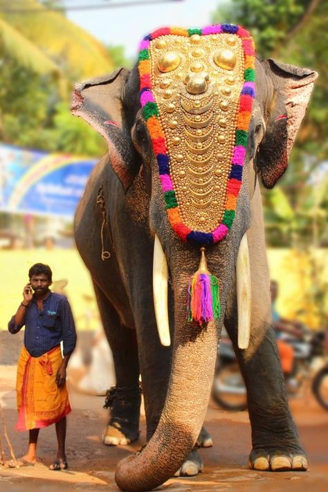 Festival in Kerala Amazing India, India Culture, Goa India, Animal References, India Colors, Elephant Love, Kerala India, Indian Summer, An Elephant