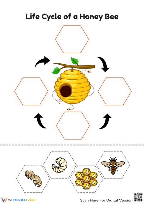 Life Cycle Of A Bee Craft, Bee Cycle Life, Life Cycle Of Honey Bee, Lifecycle Of A Bee, Bee Life Cycle Craft, Bee Lifecycle, Bee Worksheet, Life Cycle Of A Bee, Life Cycle Worksheet