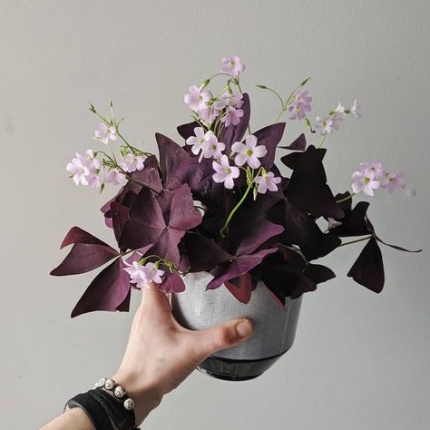 Blooming House Plants, Purple Houseplants, Oxalis Spiralis, Oxalis Plant, Surreal Flowers, Plant Classification, Oxalis Triangularis, Pink Plants, Pink Plant