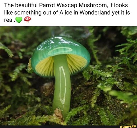 Parrot Waxcap, Green Mushroom, Mushroom Pictures, Plant Fungus, Mushroom Fungi, Forest Floor, Mushroom Art, Pretty Plants, Cool Plants